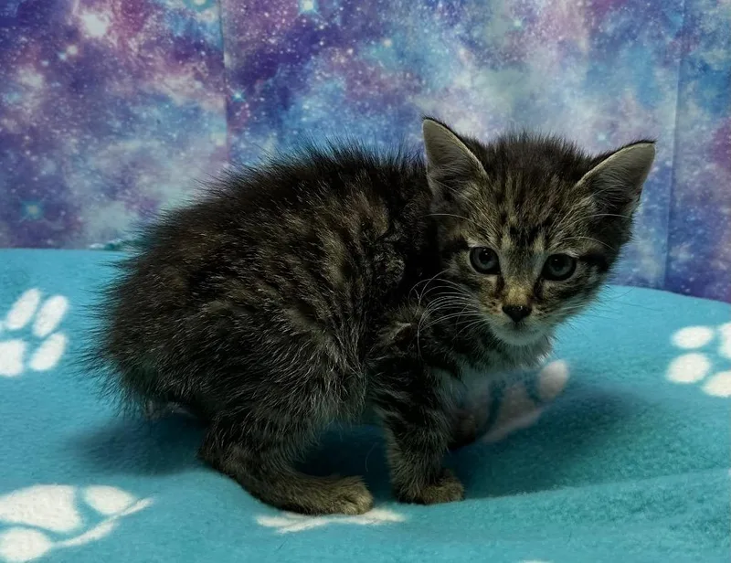 A baby small-sized male Domestic Short Hair cat named Navy for adoption in Washington Court House, OH