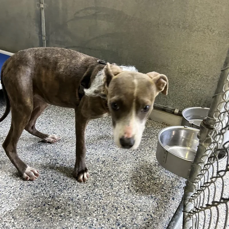 A young medium-sized female Terrier dog named Stray Thaxton Rd. for adoption in Roxboro, NC