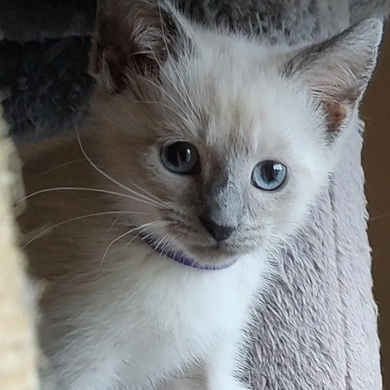 Bella thumbnail 2