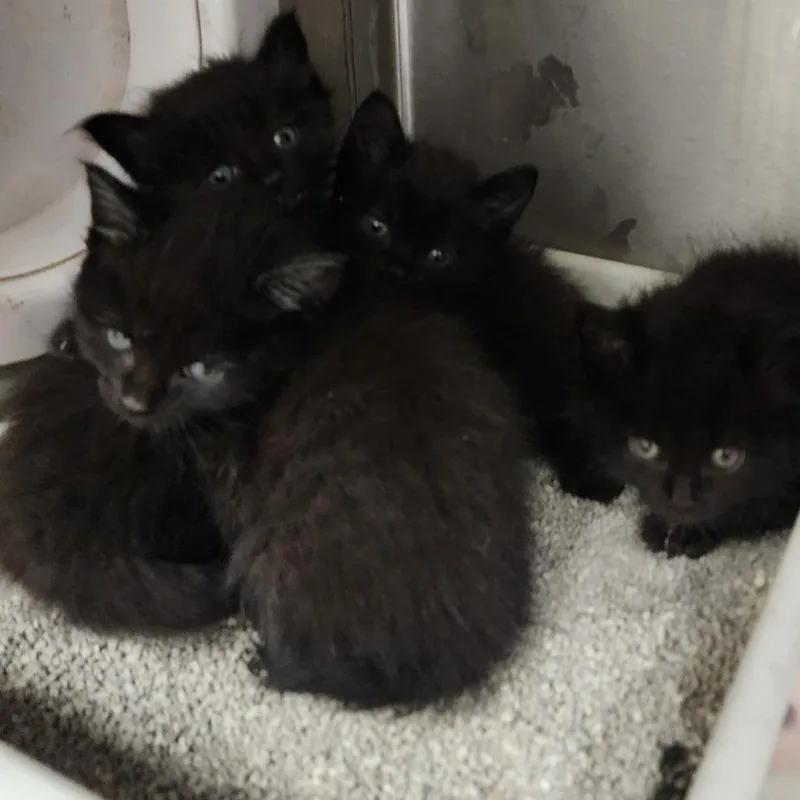 A baby small-sized female Black Domestic Short Hair cat named Quinn for adoption in Evensville, TN