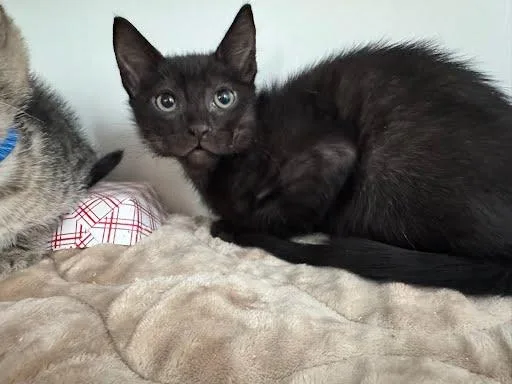 A baby small-sized female Black Domestic Short Hair cat named Carolina for adoption in Oakland, CA