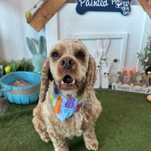 A young medium-sized male Yellow / Tan / Blond / Fawn Cocker Spaniel dog named David Payne for adoption in Broken Arrow, OK
