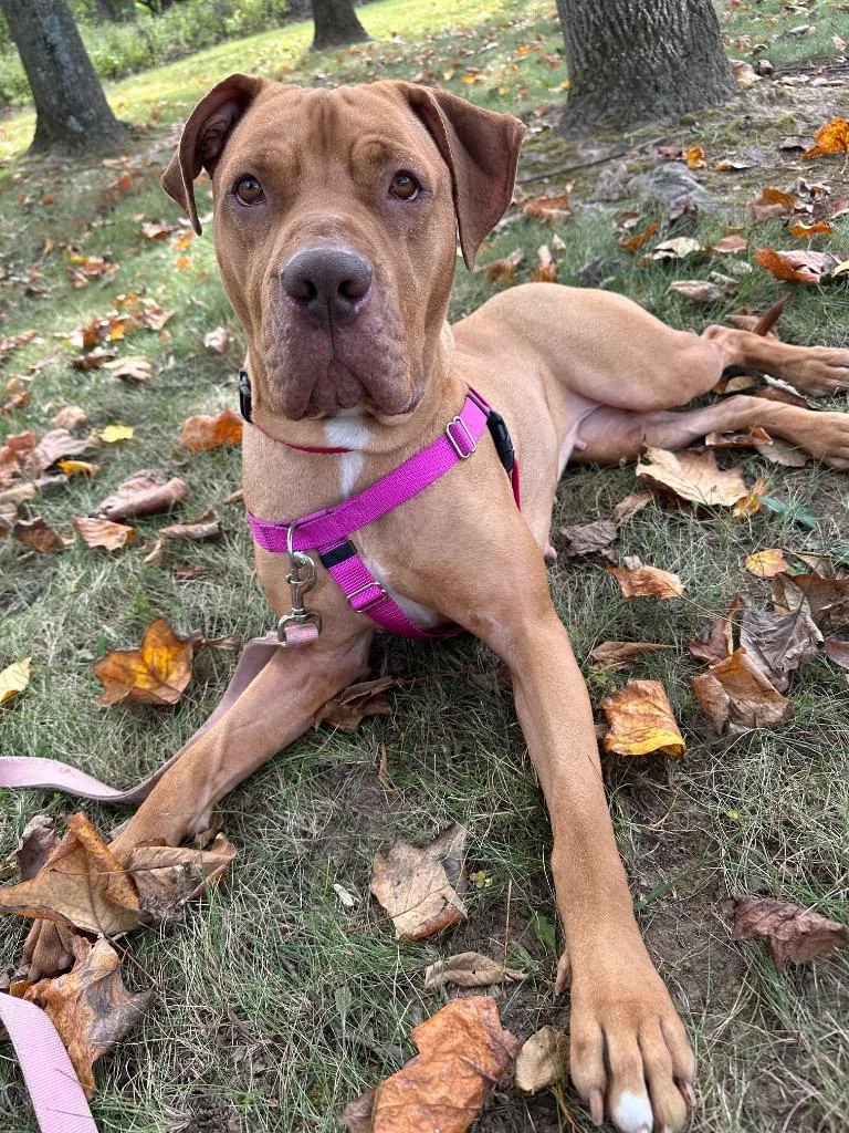 Clementine thumbnail 5