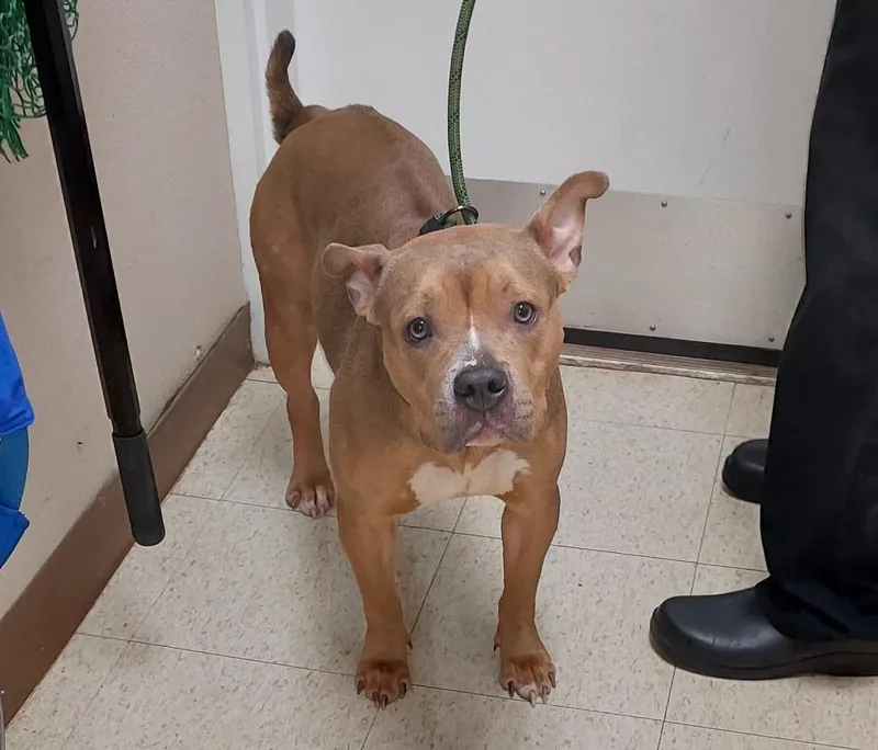 A young medium-sized female Pit Bull Terrier dog named Miss Piggy for adoption in Mocksville, NC