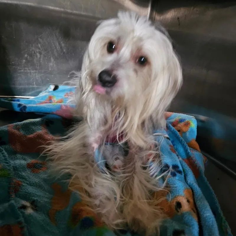 An adult small-sized male Gray / Blue / Silver Chinese Crested Dog dog named Oscar for adoption in mount vernon, AR