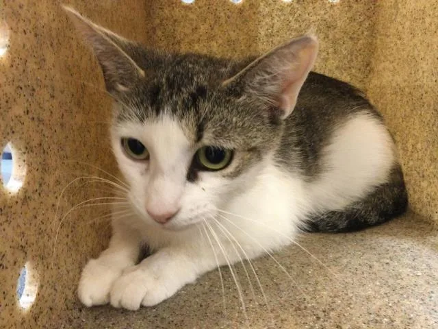 An adult small-sized female Domestic Short Hair cat named Pearl for adoption in Thousand Palms, CA