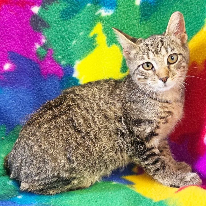 A baby medium-sized male Brown / Chocolate Domestic Short Hair cat named Comber for adoption in Mount Juliet, TN