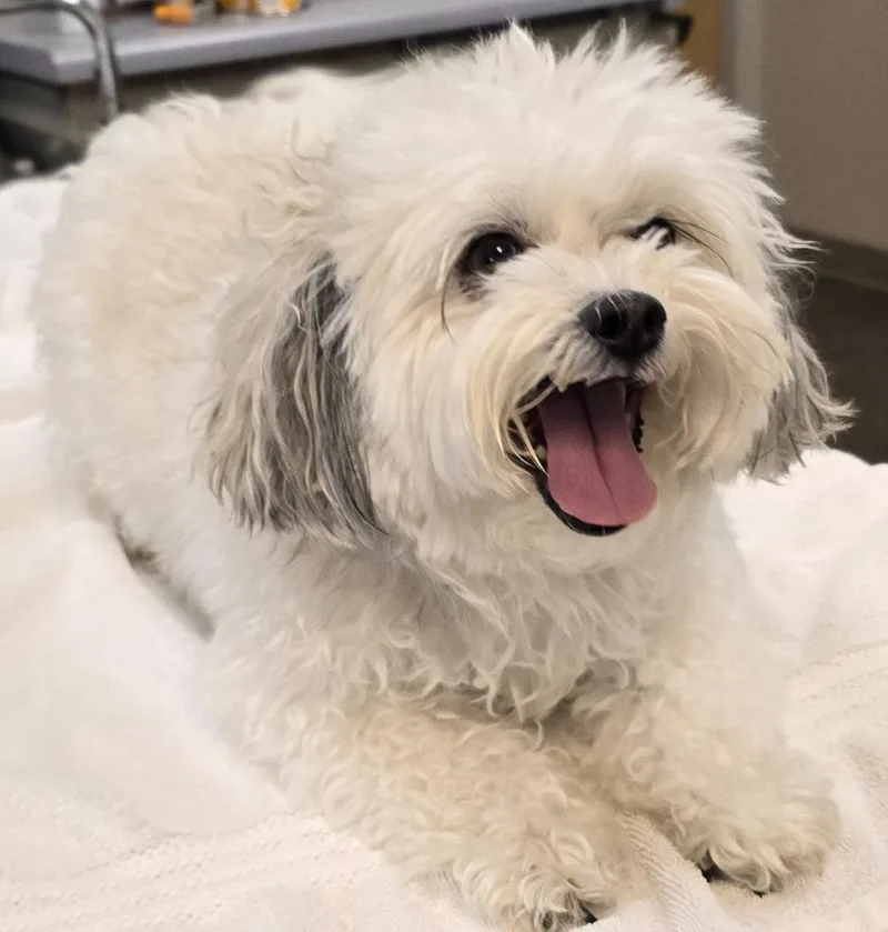 An adult small-sized male Maltese dog named Tucker Bear for adoption in Murphysboro, IL