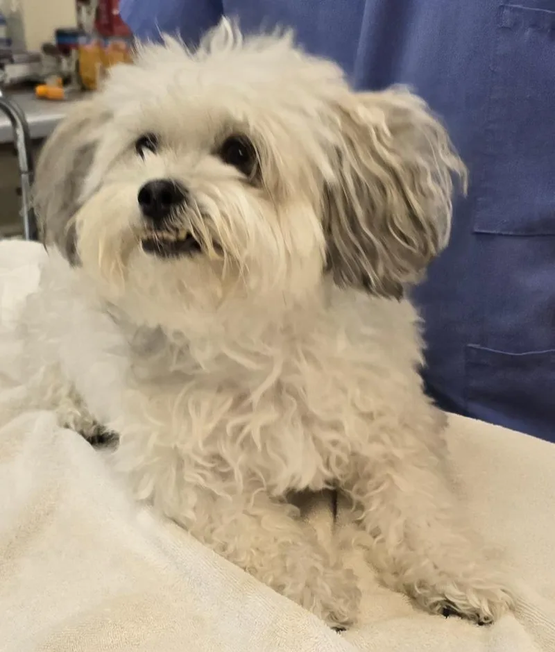 Tucker Bear thumbnail 2