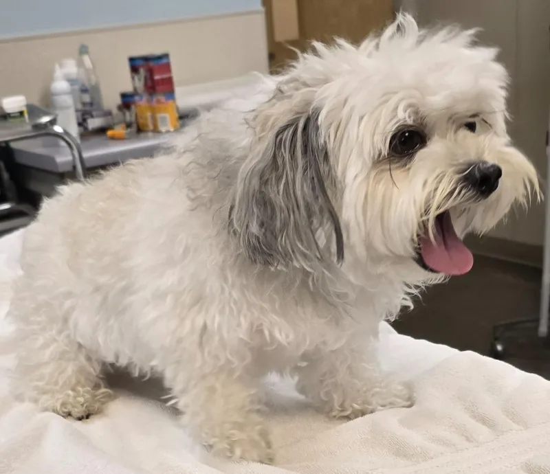 Tucker Bear thumbnail 3