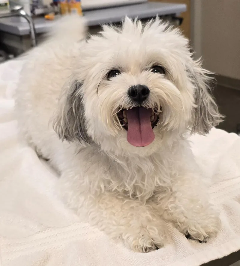 Tucker Bear thumbnail 4