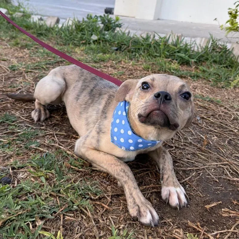 Dillinger thumbnail 2