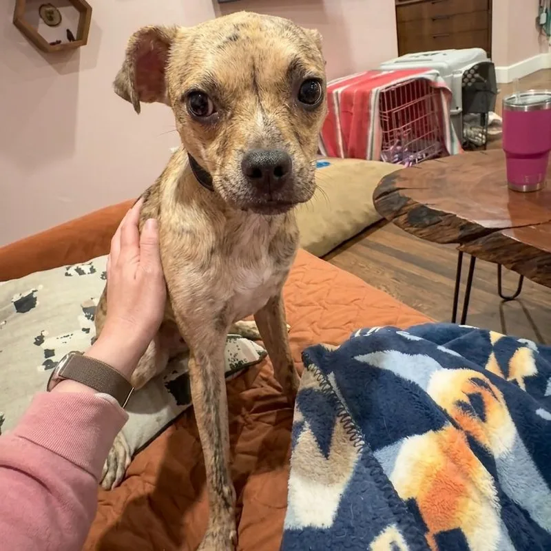 Dillinger thumbnail 3