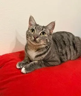 A baby medium-sized female Domestic Short Hair cat named Olympic for adoption in Saugerties, NY
