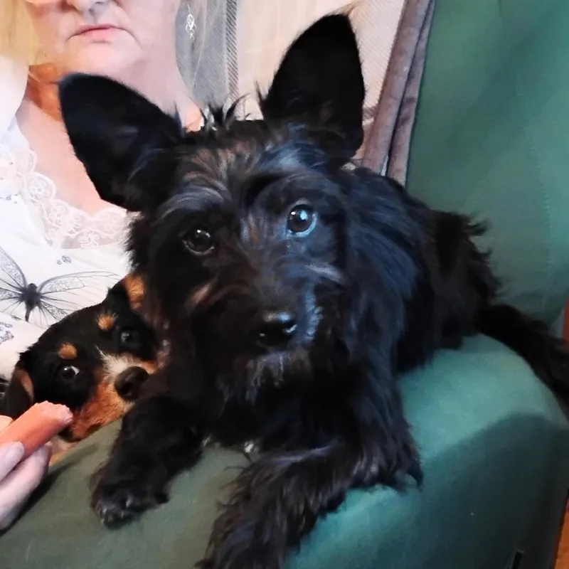 Missy thumbnail 5