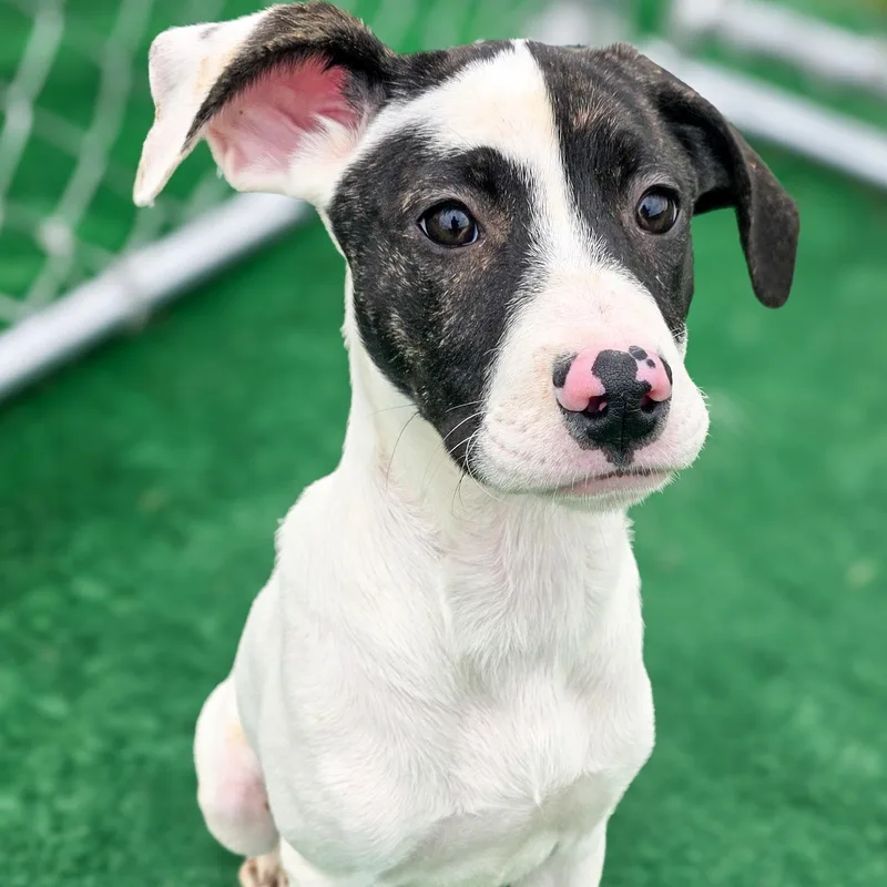 A baby large-sized female White / Cream Great Dane dog named Willow for adoption in Gainesville, TX