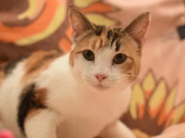 An adult medium-sized female Domestic Short Hair cat named Lucy for adoption in Portland, OR