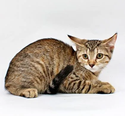 A baby small-sized female Domestic Short Hair cat named Peaches for adoption in Morton Grove, IL