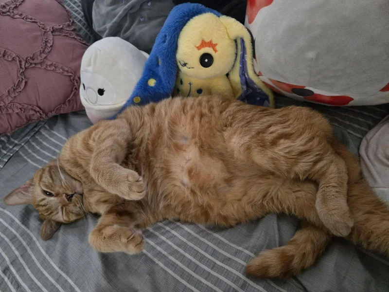 An adult large-sized male Orange / Red Tabby cat named Sergeant for adoption in Phoenix, AZ