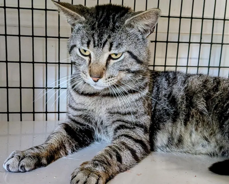 A young medium-sized male Domestic Short Hair cat named Jude for adoption in St. Augustine, FL