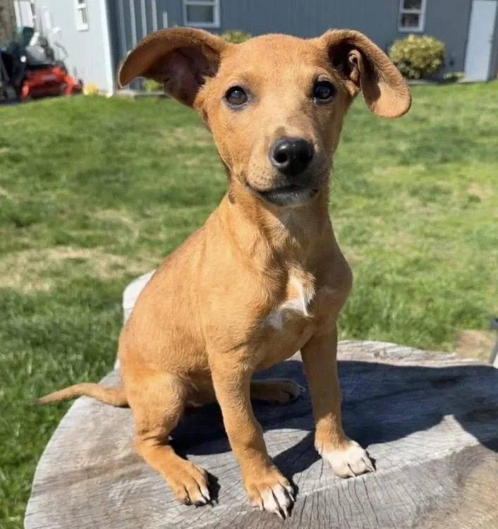 A baby medium-sized female Vizsla dog named Latte for adoption in Philadelphia, PA