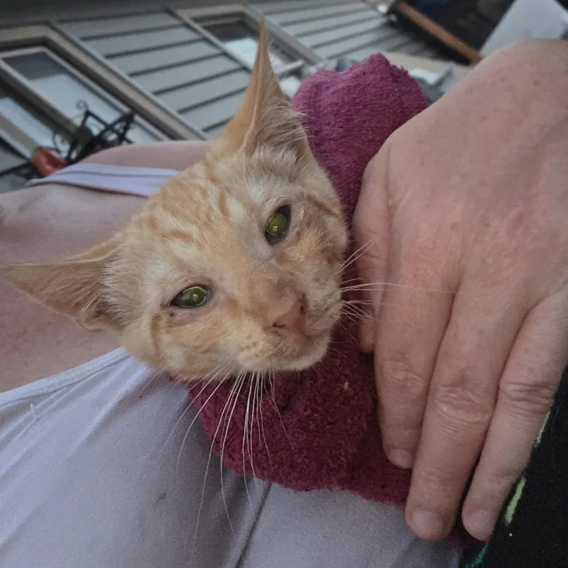 A baby small-sized male Orange / Red Domestic Short Hair cat named Pumpkin for adoption in Othello, WA