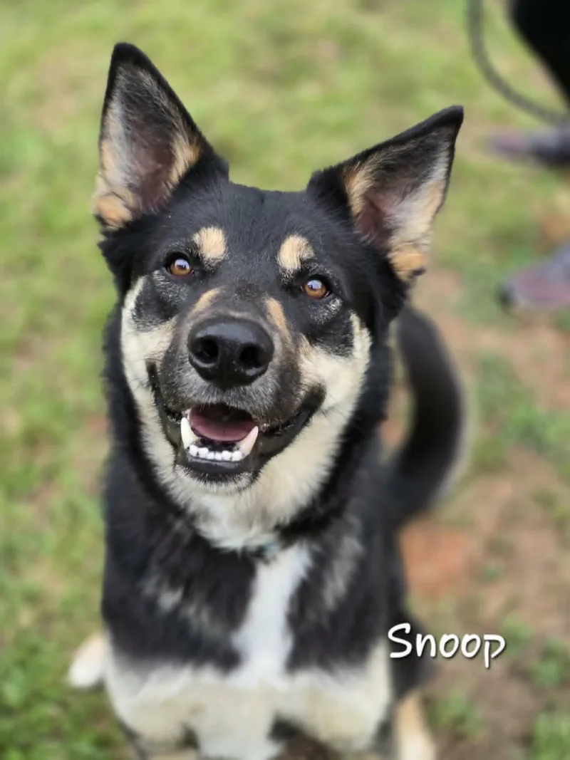 Snoop thumbnail 2