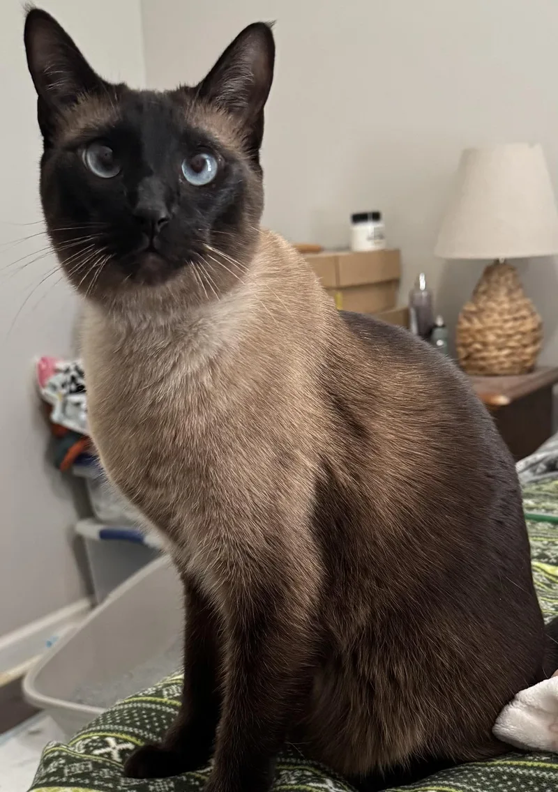 An adult medium-sized male Seal Point Siamese cat named Silas for adoption in Columbia, SC