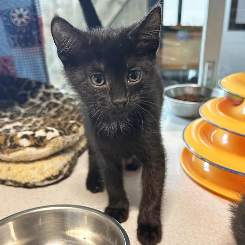A baby small-sized female Black Domestic Short Hair cat named Precious for adoption in Hailey, ID