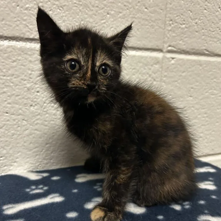 A baby small-sized female Black Domestic Short Hair cat named Amira for adoption in Spruce Pine, NC