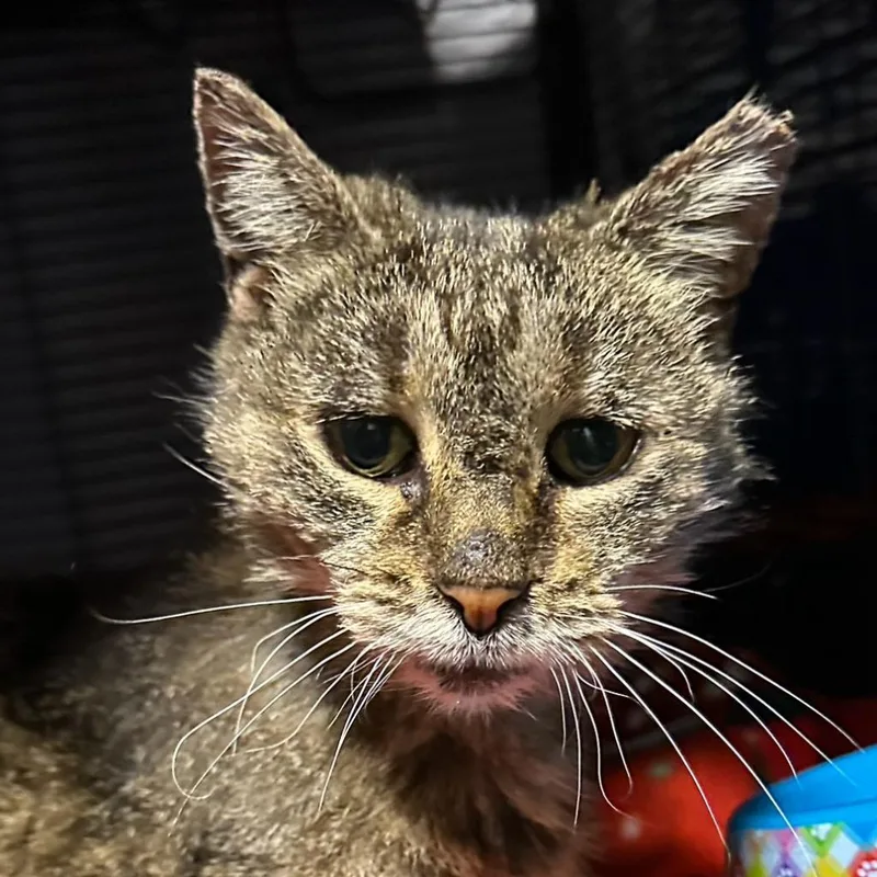 A senior medium-sized female Brown / Chocolate Domestic Short Hair cat named Chai for adoption in Hampton Bays, NY