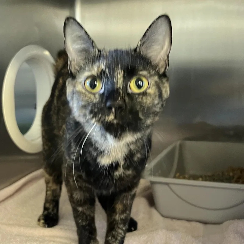 An adult medium-sized female Tortoiseshell Domestic Short Hair cat named Turtle for adoption in Mount Pleasant, MI