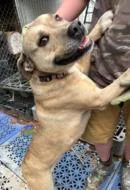 An adult large-sized female Mixed Breed dog named Bellarina for adoption in West Chester, PA