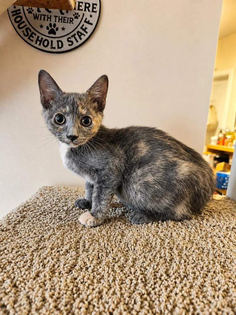 A baby medium-sized female Domestic Short Hair cat named Mocha Marble for adoption in Parkville, MD