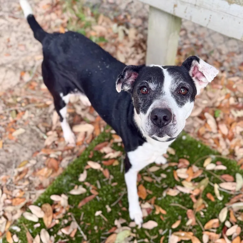 A senior medium-sized female Black Mixed Breed dog named Cookie for adoption in Milton, FL