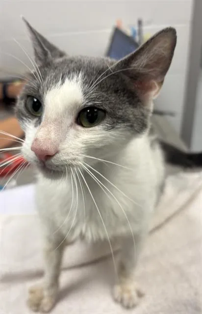 An adult small-sized female Domestic Short Hair cat named Mom Cat for adoption in Indianapolis, IN