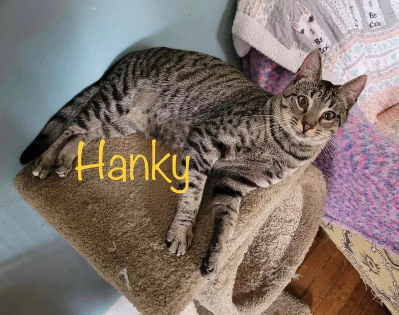 Hanky