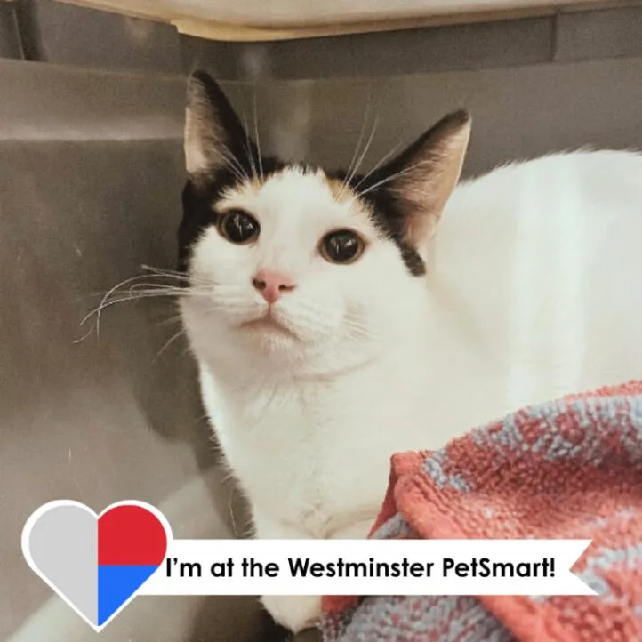 An adult medium-sized female White Domestic Short Hair cat named Melanie for adoption in Fort Collins, CO