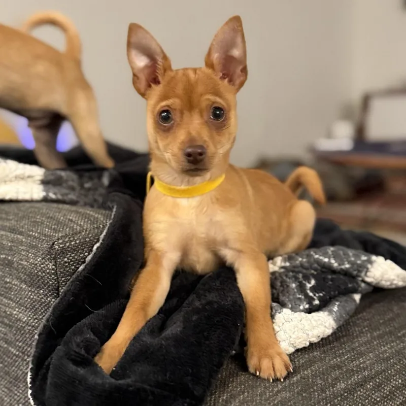 Buttercup  Costa Mesa