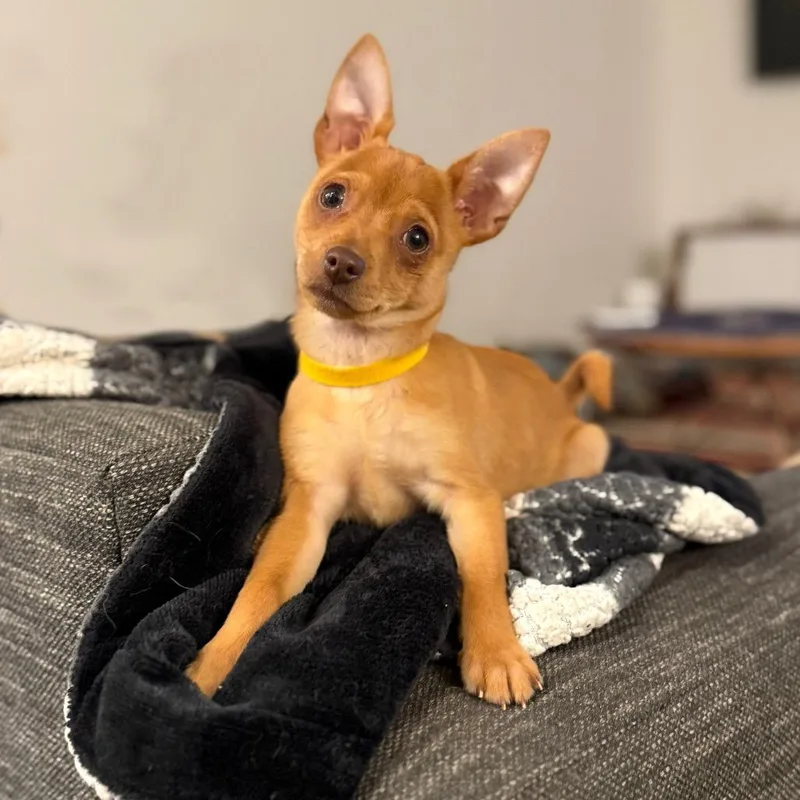 Buttercup  Costa Mesa thumbnail 2