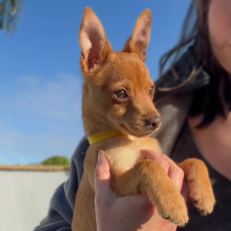 Buttercup  Costa Mesa thumbnail 3