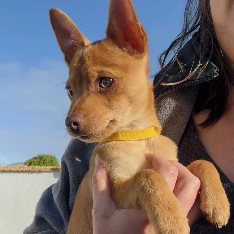 Buttercup  Costa Mesa thumbnail 4