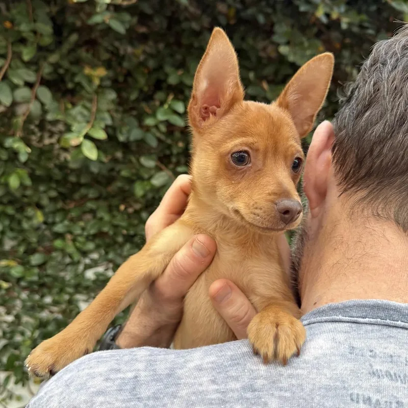 Buttercup  Costa Mesa thumbnail 5