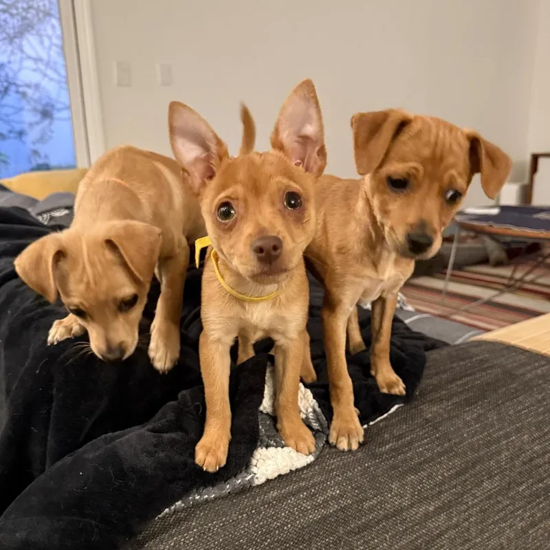 Buttercup  Costa Mesa thumbnail 6