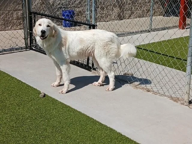 An adult medium-sized male White / Cream Great Pyrenees dog named Sandman for adoption in Fayetteville, AR