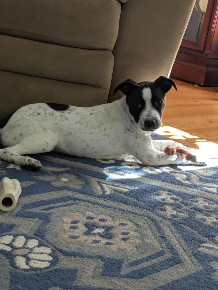 A baby large-sized female Spaniel dog named Meemee for adoption in Amherst, NY