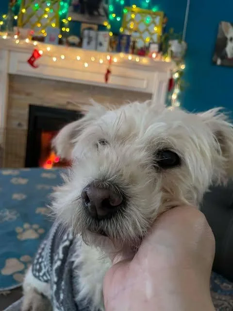 Priscilla thumbnail 2