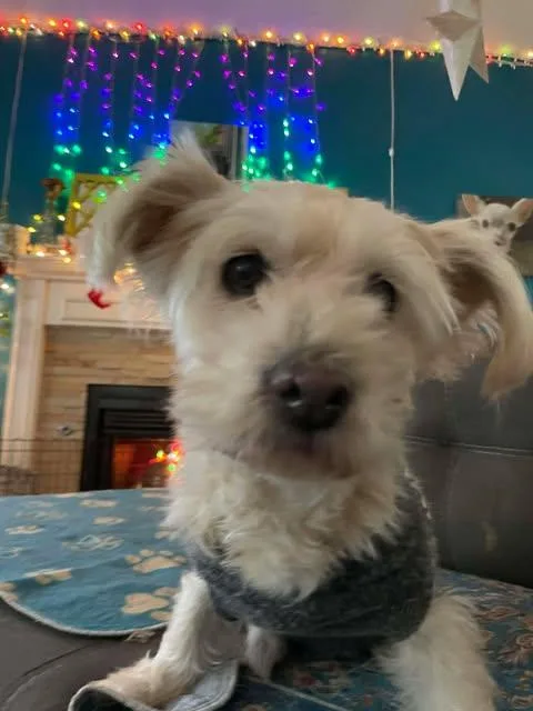 Priscilla thumbnail 3