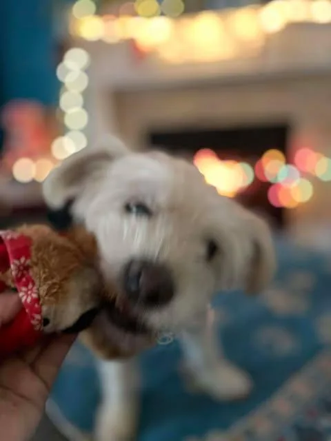 Priscilla thumbnail 4