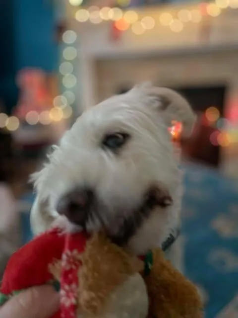 Priscilla thumbnail 5